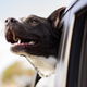 Image for article titled These Are Your Favorite Automotive Pet Names